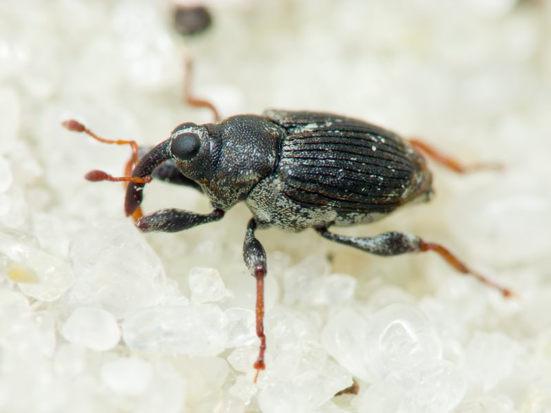 Coryssomerus capucinus (Beck, 1817)